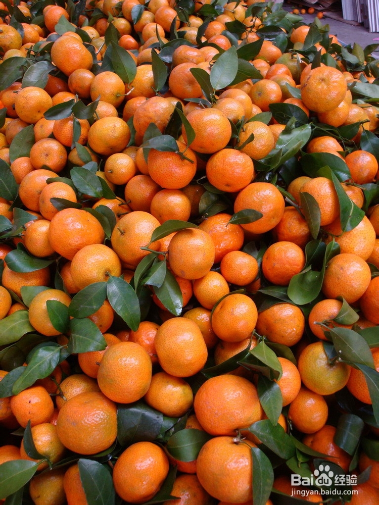 #水果#如何挑选砂糖橘