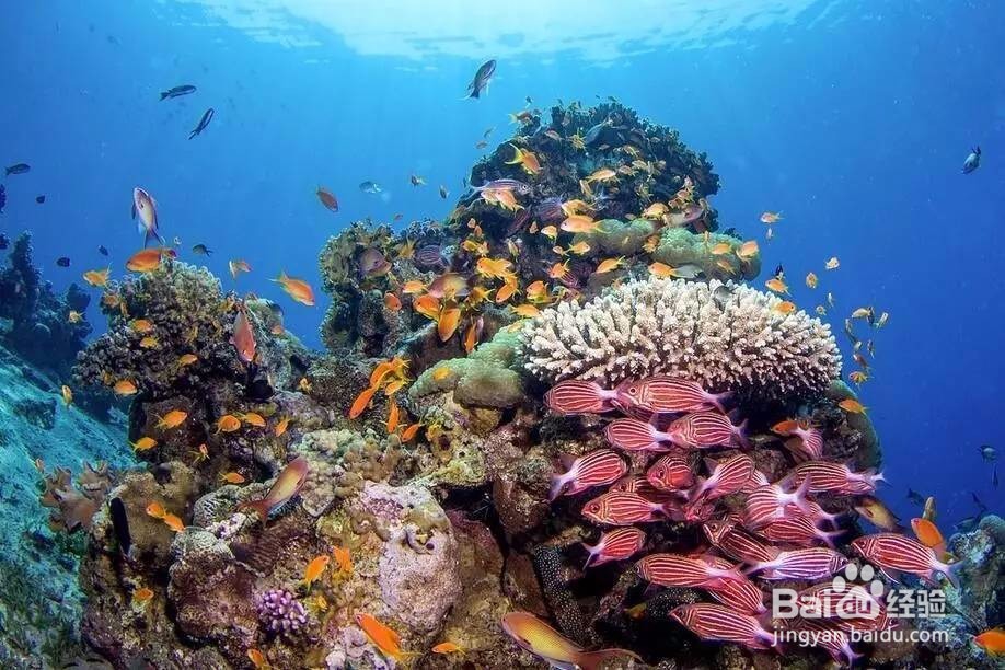 约旦,只有广东一半大小集齐7大奇观