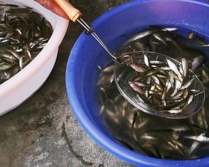 香酥野生炸小鱼的做法