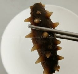 豆瓣海参的做法