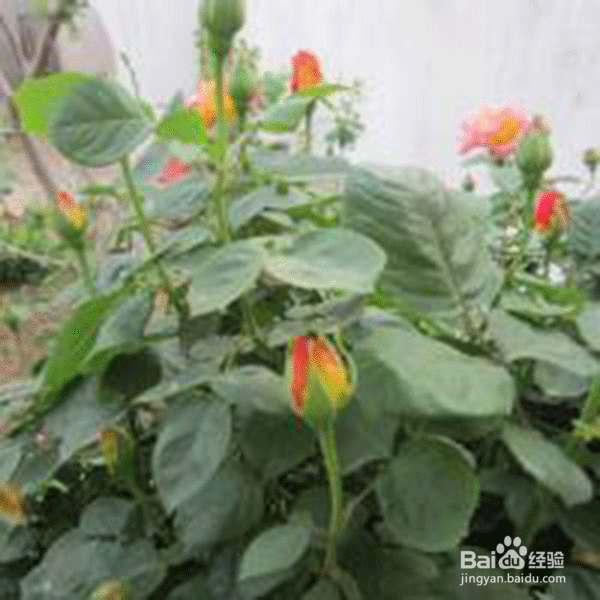 婆媳关系如何才能处好