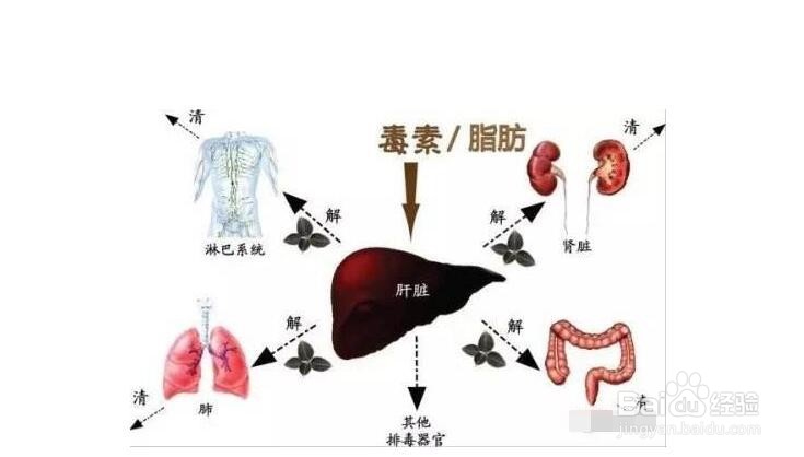 秋冬季节怎样养肝护肝