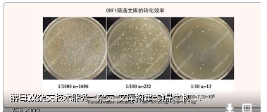 如何判断两个蛋白之间有相互作用