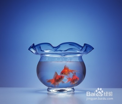 你不知道金鱼错误养殖方法,致金鱼过早死亡。