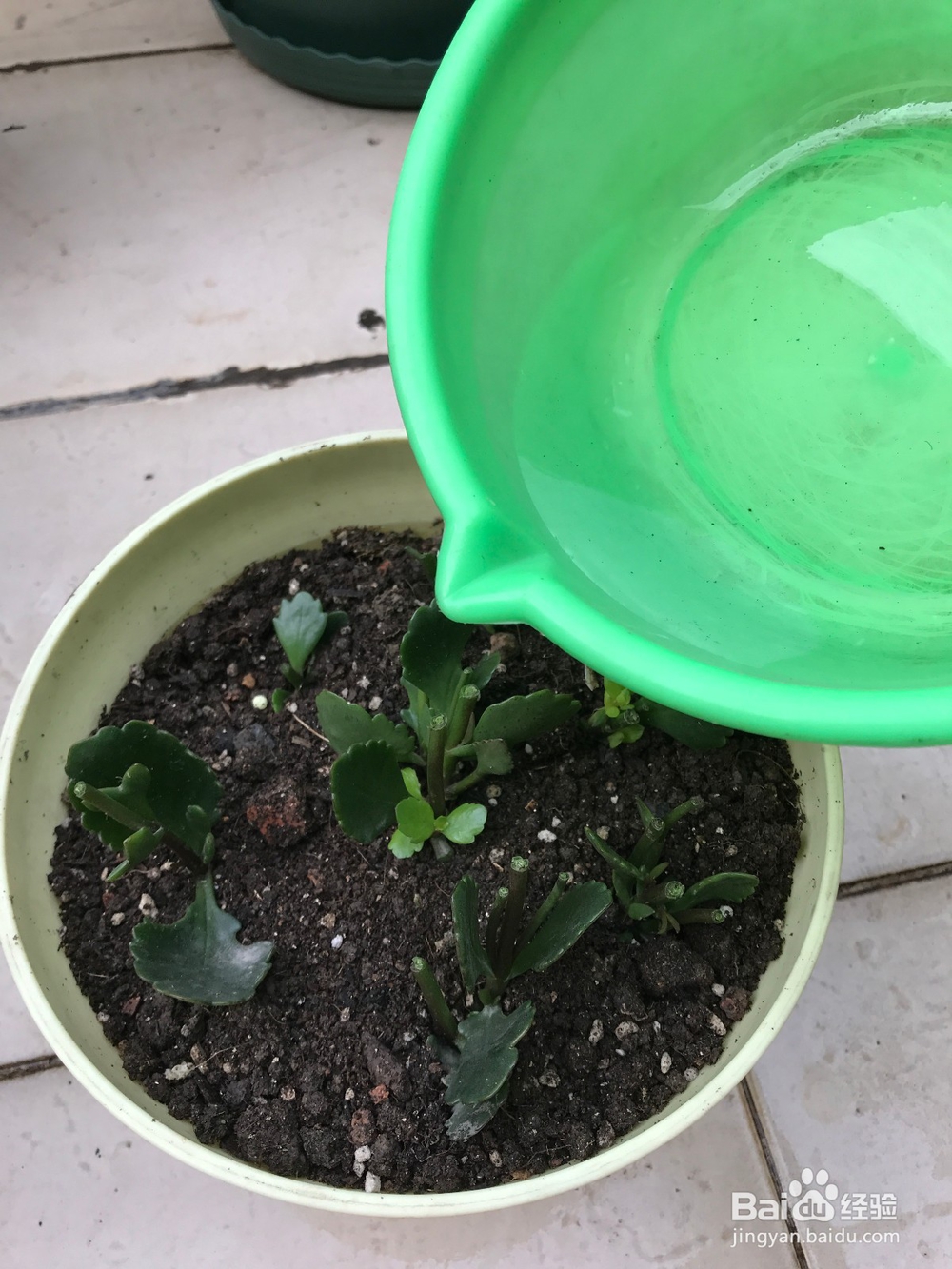 长寿花开败后的处理方法