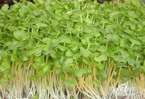 孕妇适合吃的三种水果