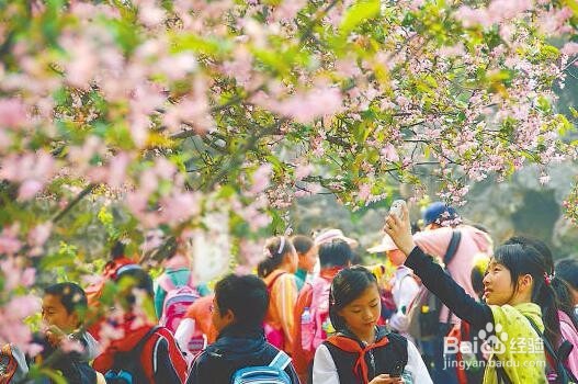 春季踏青赏花出游要注意什么？