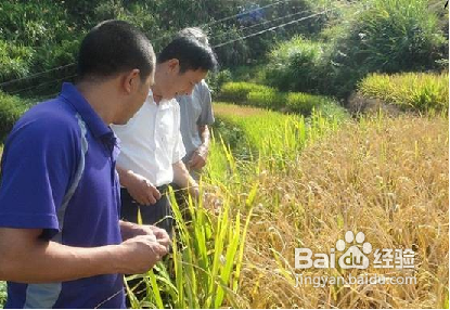 怎样混用农药和选择复配药剂