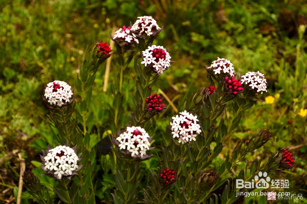2016西藏高品质自由行攻略摄影游省钱省心路线