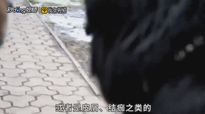 狗狗严重掉毛怎么办