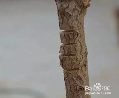 插花枝条弯曲的方法