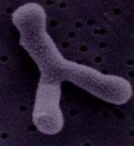 治胃病的方子里一般有哪几味