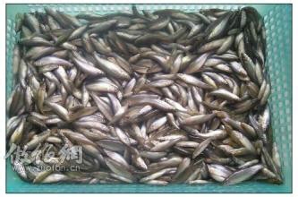 油炸高原小河鱼