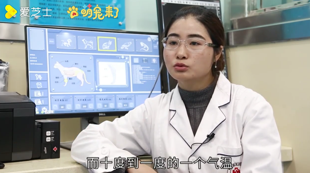乌龟的冬眠期及冬眠期间的准备