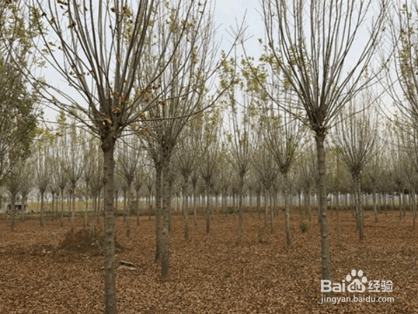 选择优质苗木的原则与注意事项