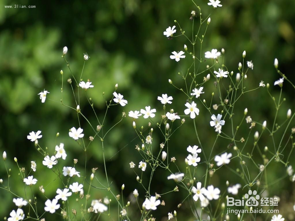 如何种植满天星
