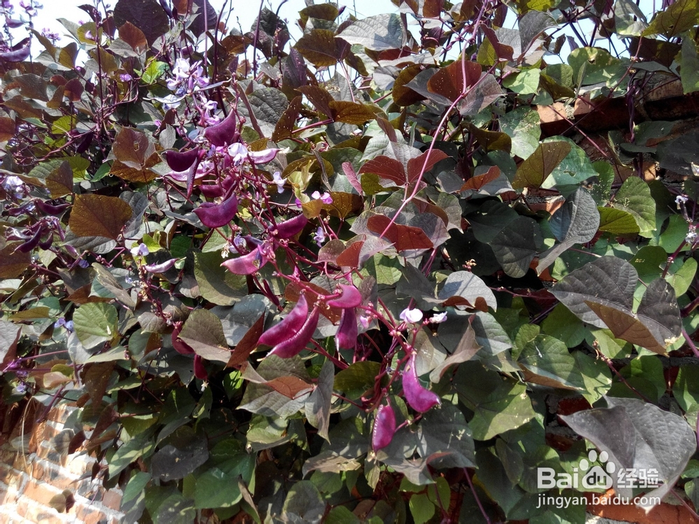 周末去哪里——带孩子去田间走走