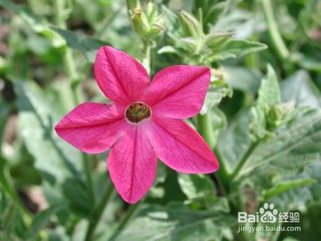 6种专门挑晚上开的花，除了夜来香，你还知道几种？