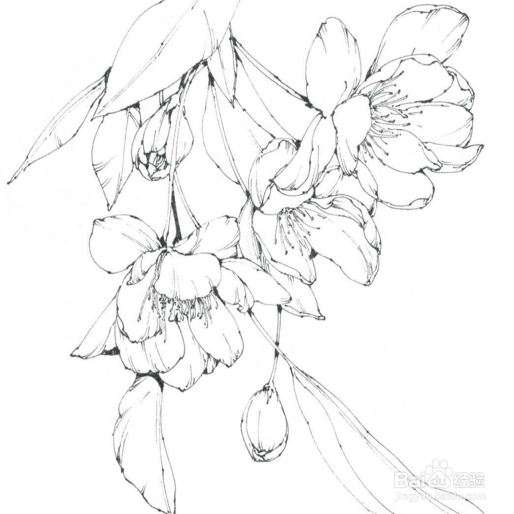 如何画垂丝海棠