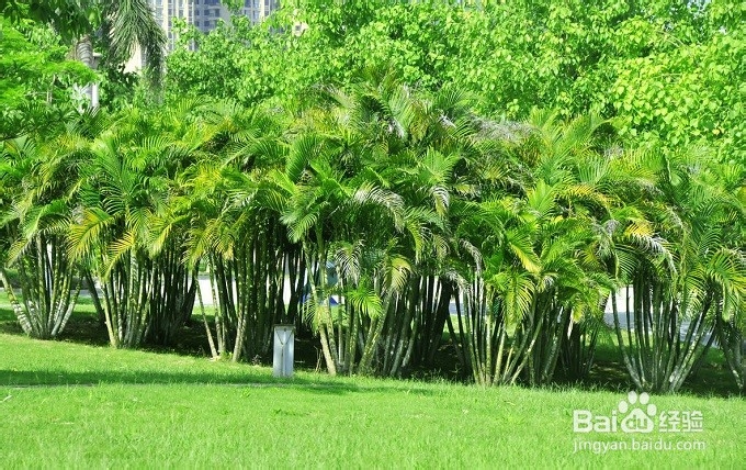 如何养护好发财树？