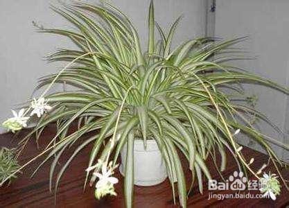 就知道用绿萝吸甲醛,这几种植物净化空气比绿萝好几倍!