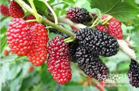 果酒界之星-桑葚酒