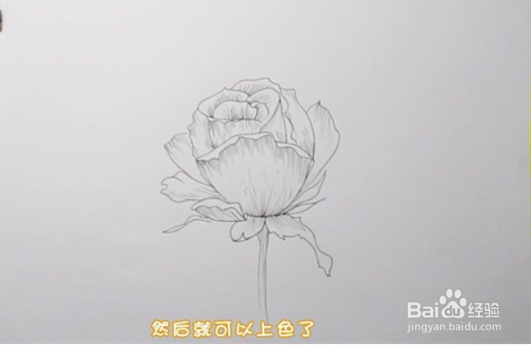 玫瑰花简笔画怎么画