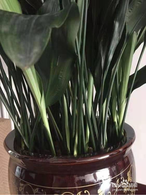 3种花，卧室客厅养1盆，甲醛少了，睡觉也香了！