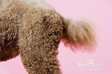 你知道狗狗的肛门腺吗？它会有哪些症状呢？