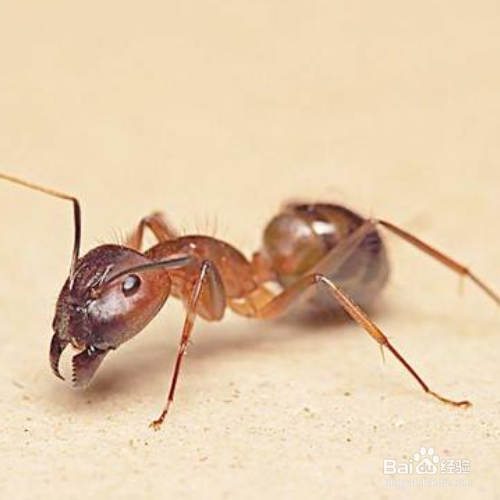 家里有红蚂蚁怎么消灭