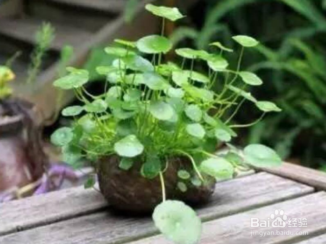 铜钱草怎么养