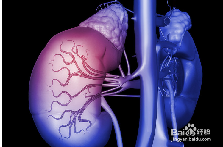 肾透支肾虚有什么症状？又该如何调理？