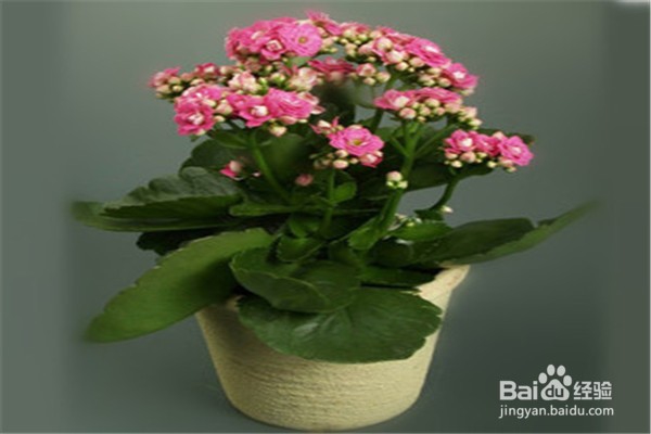 长寿花的养殖技巧和注意方法有什么?