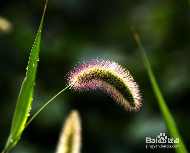独特的几种“花”的花语