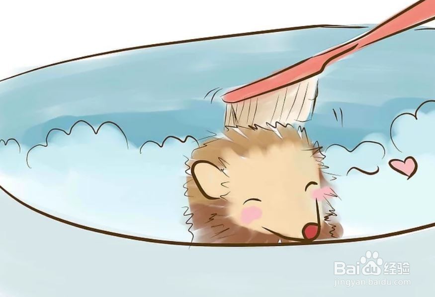 如何照顾一只刺猬