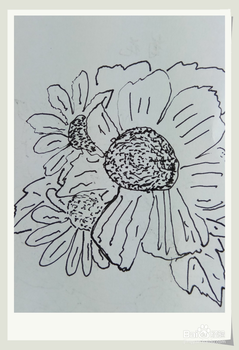 怎样画钢笔画秋菊？