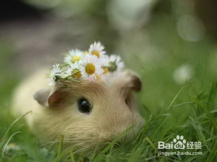 生肖鼠本命佛——千手观音