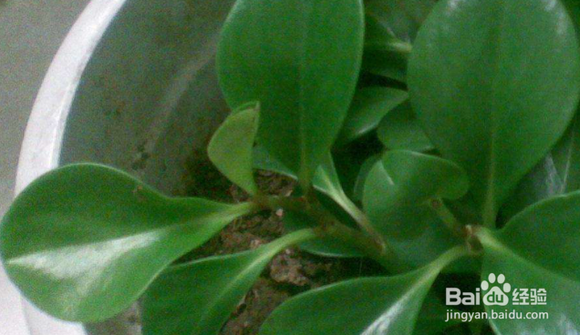 豆瓣绿的养殖方法和注意事项