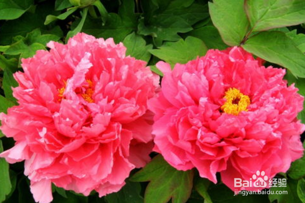 牡丹花怎么栽培