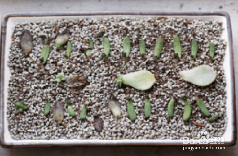 如何给多肉进行叶插繁殖？