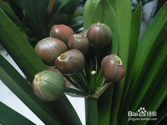 年后君子兰结果子,1个小技巧变成君子兰大户!