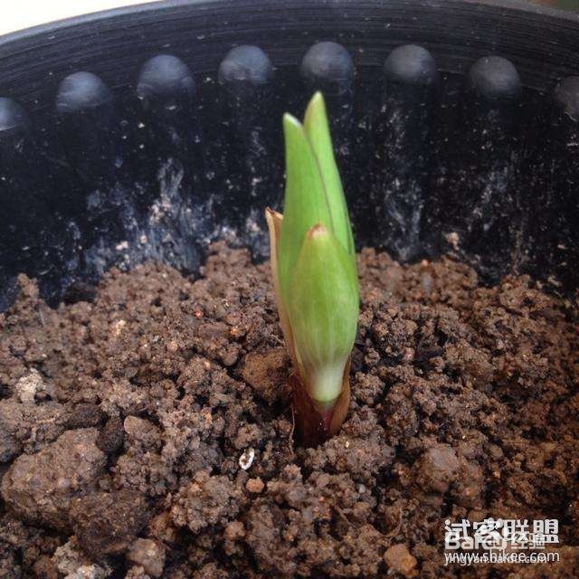 如何种植百合花