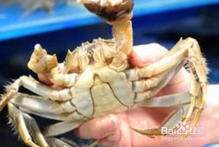 活的大闸蟹怎么存放才不死呢