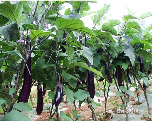 什么菜能够降火？