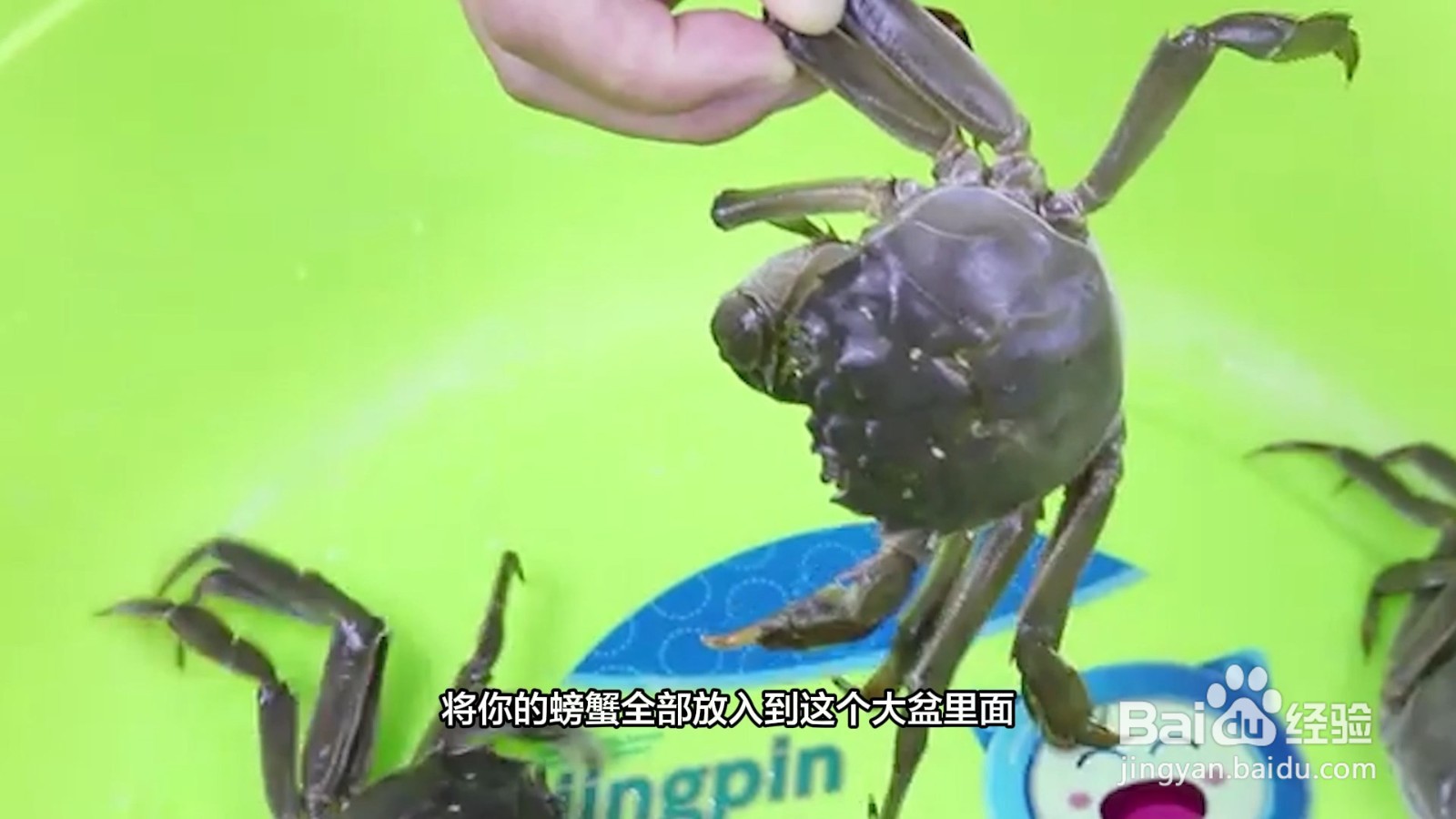 怎样保存大闸蟹