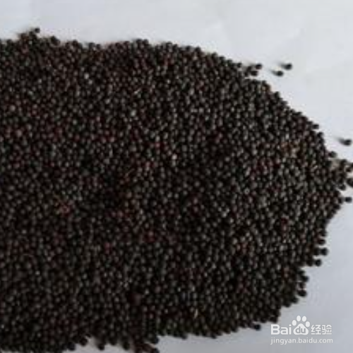 油菜种子播种方法