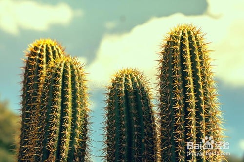 北方怎么种植养好盆栽仙人掌