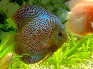 怎么选留丽鱼的种鱼(好鱼)?