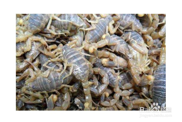 蝎子泡酒的功效与作用及食用方法