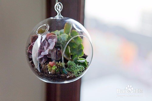 三分钟速成之最美多肉